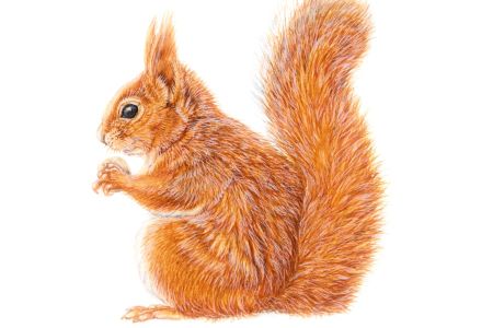 Tracey Anne Sitch - Red Squirrel (web).jpg