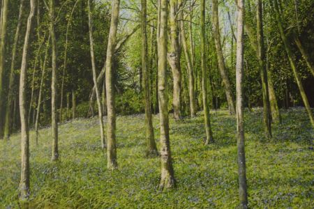 anthony skates Bluebell Woods near Llandogo 60x60 £565 WEB.JPG