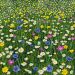 Kate Broadhurst - Sunshine and Daisies