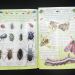 Lets Look for Mini Beasts Book