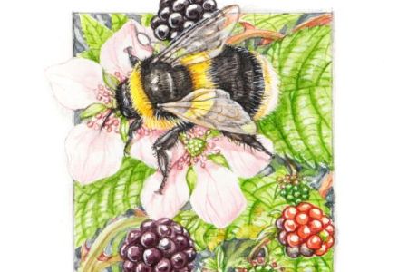 Tracey Anne Sitch - Bumblebee Calendar.jpg
