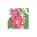 Beth Knight - Maneg Ellyllyn (Foxgloves)