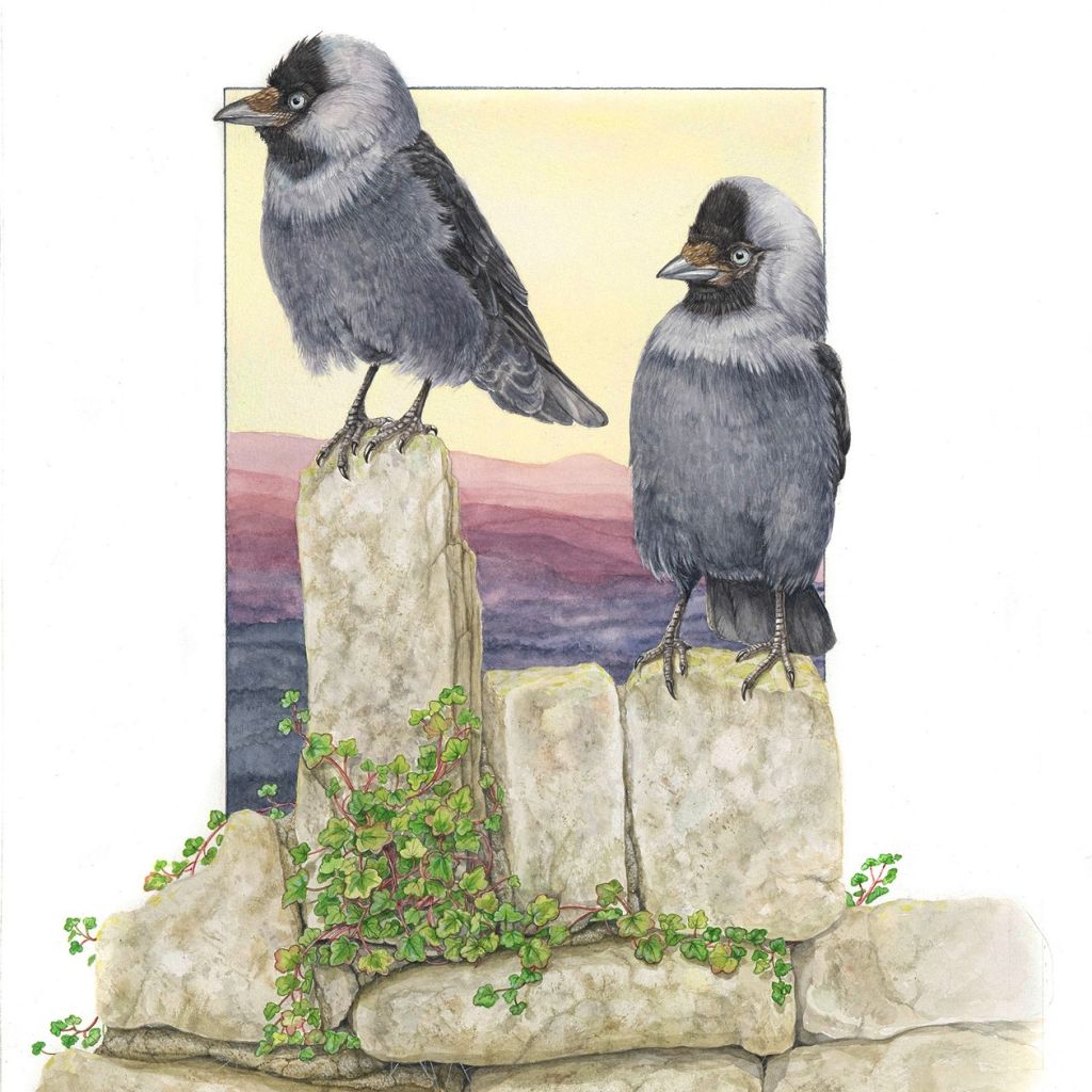 Image Description of "Tracey-Anne Sitch - Pair of Jackdaws".