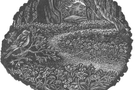 Kathleen Littler Cefn Coed Bluebells WEB.jpg