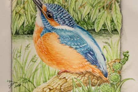 Tracey-Anne Sitch - Calendar Kingfisher (close web).jpg