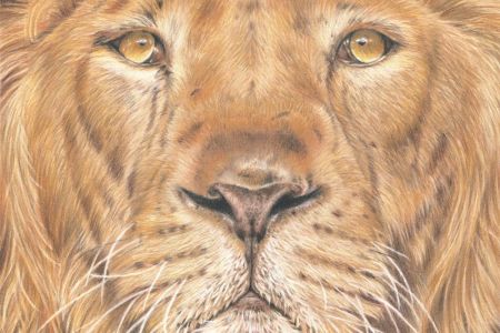 Ceri Donovan Fearless coloured pencil 45x45cm £350 WEB.jpg
